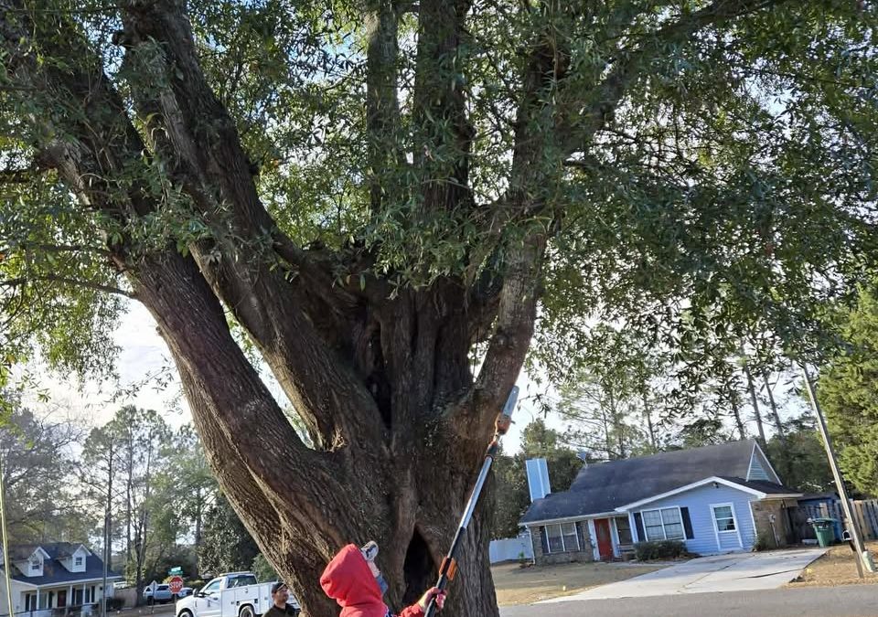 How to Protect Your Trees from Spring Storm Damage