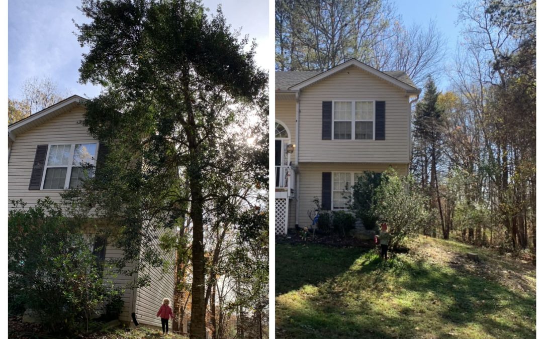 Why Spring Is the Best Time for Tree Removal in North Georgia
